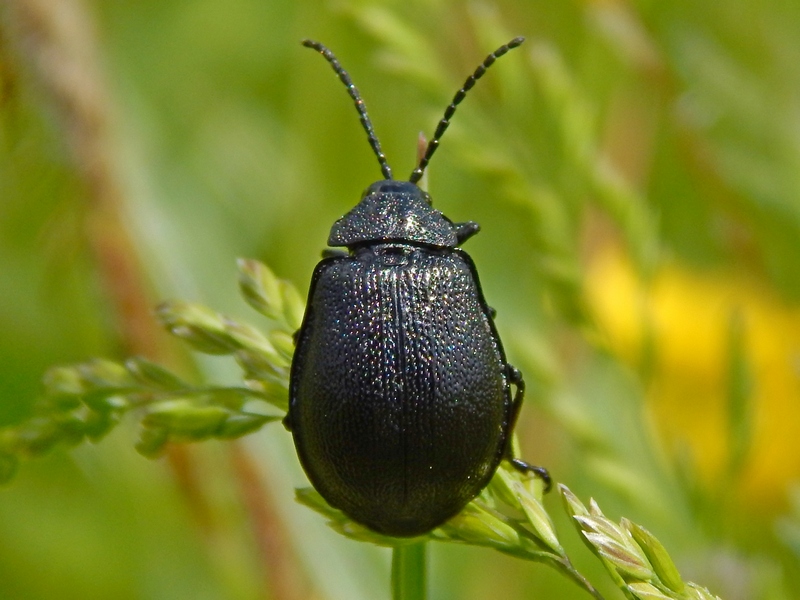 Chrysomelidae: Galeruca tanaceti? S.